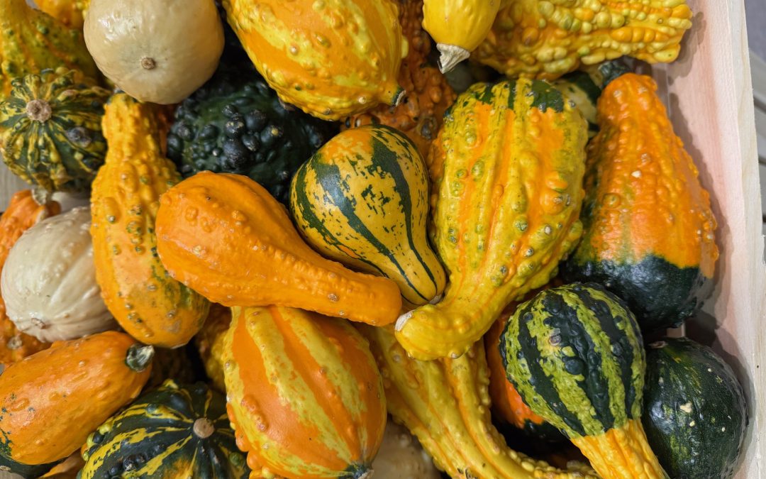 Autumn’s Smallest Stars: Mini Gourds at the Co-op